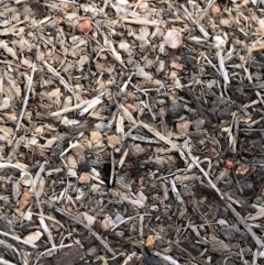 Papyrius nitidus (Shining Coconut Ant) at Jerrabomberra, ACT - 12 Sep 2018 by patrickharvey