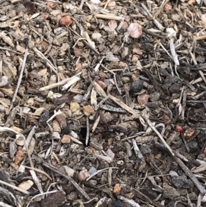 Papyrius nitidus at Jerrabomberra, ACT - 12 Sep 2018