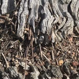 Papyrius nitidus at Jerrabomberra, ACT - 12 Sep 2018