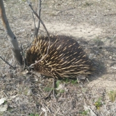 Tachyglossus aculeatus (Short-beaked Echidna) at Gungahlin, ACT - 12 Sep 2018 by nath_kay