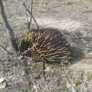 Tachyglossus aculeatus at Gungahlin, ACT - 12 Sep 2018 01:55 PM