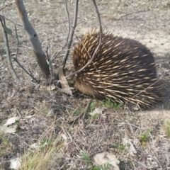 Tachyglossus aculeatus at Gungahlin, ACT - 12 Sep 2018 01:55 PM