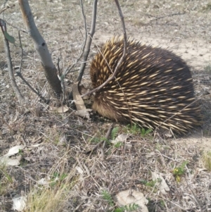 Tachyglossus aculeatus at Gungahlin, ACT - 12 Sep 2018 01:55 PM