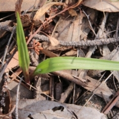 Thelymitra sp. (A Sun Orchid) at Mount Majura - 12 Sep 2018 by petersan