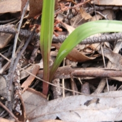 Thelymitra sp. at Canberra Central, ACT - 12 Sep 2018