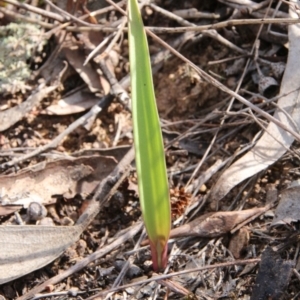 Thelymitra sp. at Canberra Central, ACT - suppressed