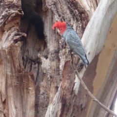 Callocephalon fimbriatum (Gang-gang Cockatoo) at Barton, ACT - 12 Sep 2018 by RobParnell