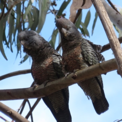 Callocephalon fimbriatum (Gang-gang Cockatoo) at Barton, ACT - 12 Sep 2018 by RobParnell