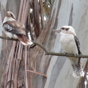 Dacelo novaeguineae at Barton, ACT - 12 Sep 2018