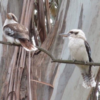 Dacelo novaeguineae (Laughing Kookaburra) at Barton, ACT - 12 Sep 2018 by RobParnell