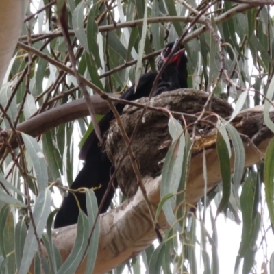 Corcorax melanorhamphos (White-winged Chough) at Kingston, ACT - 18 Jul 2018 by RobParnell