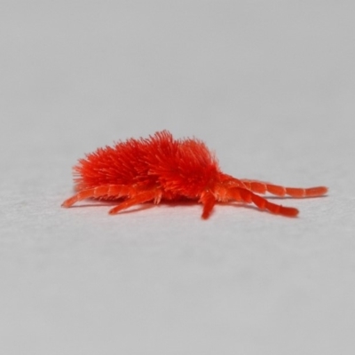 Trombidiidae (family) (Red velvet mite) at Acton, ACT - 10 Sep 2018 by TimL