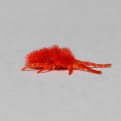 Trombidiidae (family) (Red velvet mite) at Acton, ACT - 10 Sep 2018 by Tim L