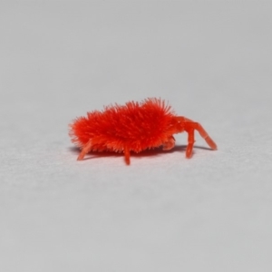 Trombidiidae (family) at Acton, ACT - 10 Sep 2018 03:18 PM