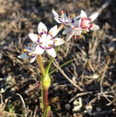 Wurmbea dioica subsp. dioica (Early Nancy) at Majura, ACT - 12 Sep 2018 by AaronClausen