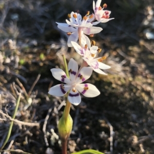 Wurmbea dioica subsp. dioica at Majura, ACT - 12 Sep 2018