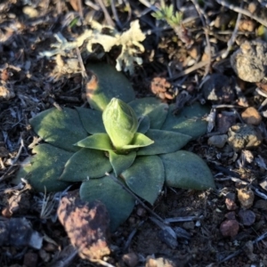 Hymenochilus sp. at Majura, ACT - 12 Sep 2018