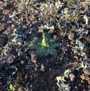 Hymenochilus sp. at Majura, ACT - 12 Sep 2018