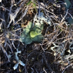 Hymenochilus sp. at Majura, ACT - 12 Sep 2018