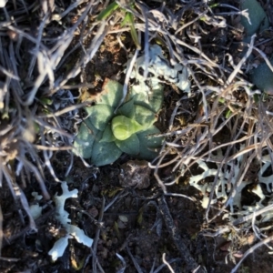 Hymenochilus sp. at Majura, ACT - 12 Sep 2018