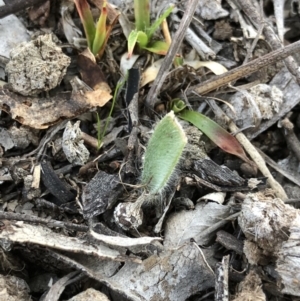 Caladenia actensis at suppressed - 12 Sep 2018