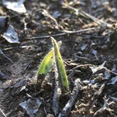 Caladenia actensis at suppressed - 12 Sep 2018