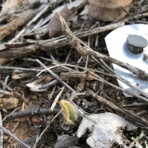 Caladenia actensis at suppressed - 12 Sep 2018