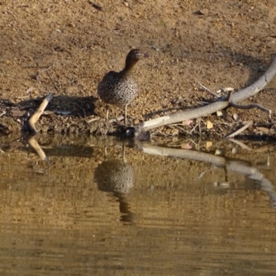 Chenonetta jubata (Australian Wood Duck) at Callum Brae - 11 Sep 2018 by Mike