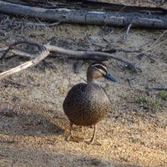 Anas superciliosa (Pacific Black Duck) at Jerrabomberra, ACT - 11 Sep 2018 by Mike