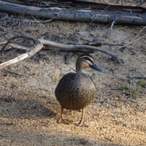 Anas superciliosa at Jerrabomberra, ACT - 11 Sep 2018