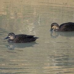 Anas superciliosa (Pacific Black Duck) at Callum Brae - 11 Sep 2018 by Mike