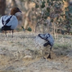 Chenonetta jubata (Australian Wood Duck) at Callum Brae - 11 Sep 2018 by Mike