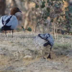 Chenonetta jubata at Symonston, ACT - 11 Sep 2018 05:24 PM