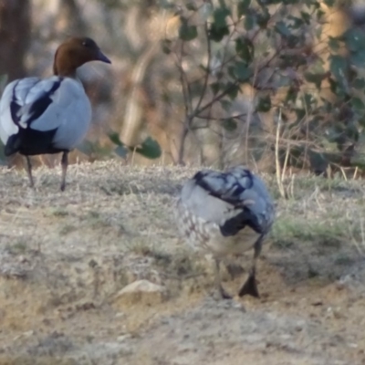 Chenonetta jubata (Australian Wood Duck) at Symonston, ACT - 11 Sep 2018 by Mike