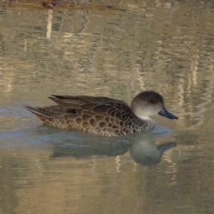 Anas gracilis at Symonston, ACT - 11 Sep 2018 05:26 PM