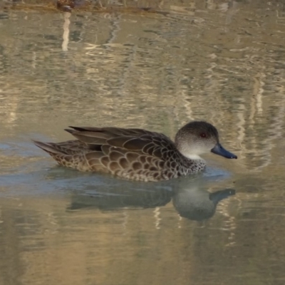 Anas gracilis (Grey Teal) at Symonston, ACT - 11 Sep 2018 by Mike