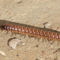 Australiosomatinae sp. (subfamily) (Millipede) at Higgins, ACT - 4 Aug 2018 by Alison Milton