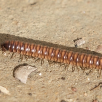 Australiosomatinae sp. (subfamily) (Millipede) at Higgins, ACT - 4 Aug 2018 by Alison Milton