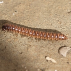 Australiosomatinae sp. (subfamily) at Higgins, ACT - 4 Aug 2018