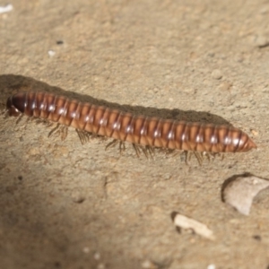 Australiosomatinae sp. (subfamily) at Higgins, ACT - 4 Aug 2018 02:37 PM