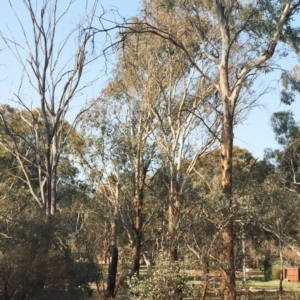 Cardiaspina tenuitela at Garran, ACT - 10 Sep 2018