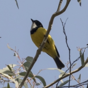 Pachycephala pectoralis at Acton, ACT - 10 Sep 2018