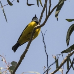 Pachycephala pectoralis at Acton, ACT - 10 Sep 2018 09:58 AM