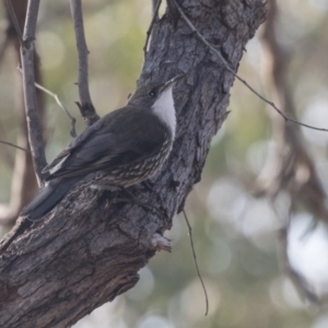 Cormobates leucophaea at Acton, ACT - 11 Sep 2018