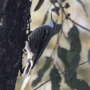 Cormobates leucophaea at Acton, ACT - 11 Sep 2018