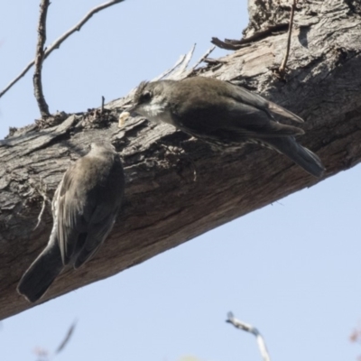 Cormobates leucophaea (White-throated Treecreeper) at ANBG - 11 Sep 2018 by Alison Milton