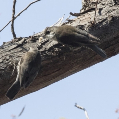 Cormobates leucophaea (White-throated Treecreeper) at Canberra Central, ACT - 11 Sep 2018 by Alison Milton