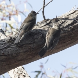 Cormobates leucophaea at Canberra Central, ACT - 11 Sep 2018