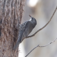 Cormobates leucophaea at Canberra Central, ACT - 11 Sep 2018 11:08 AM