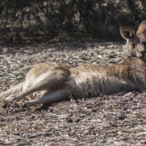 Macropus giganteus at Acton, ACT - 11 Sep 2018